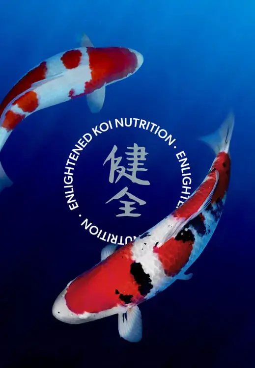Koi出品 Kenzen Koi | Year-Round Koi Food for Serious Keepers